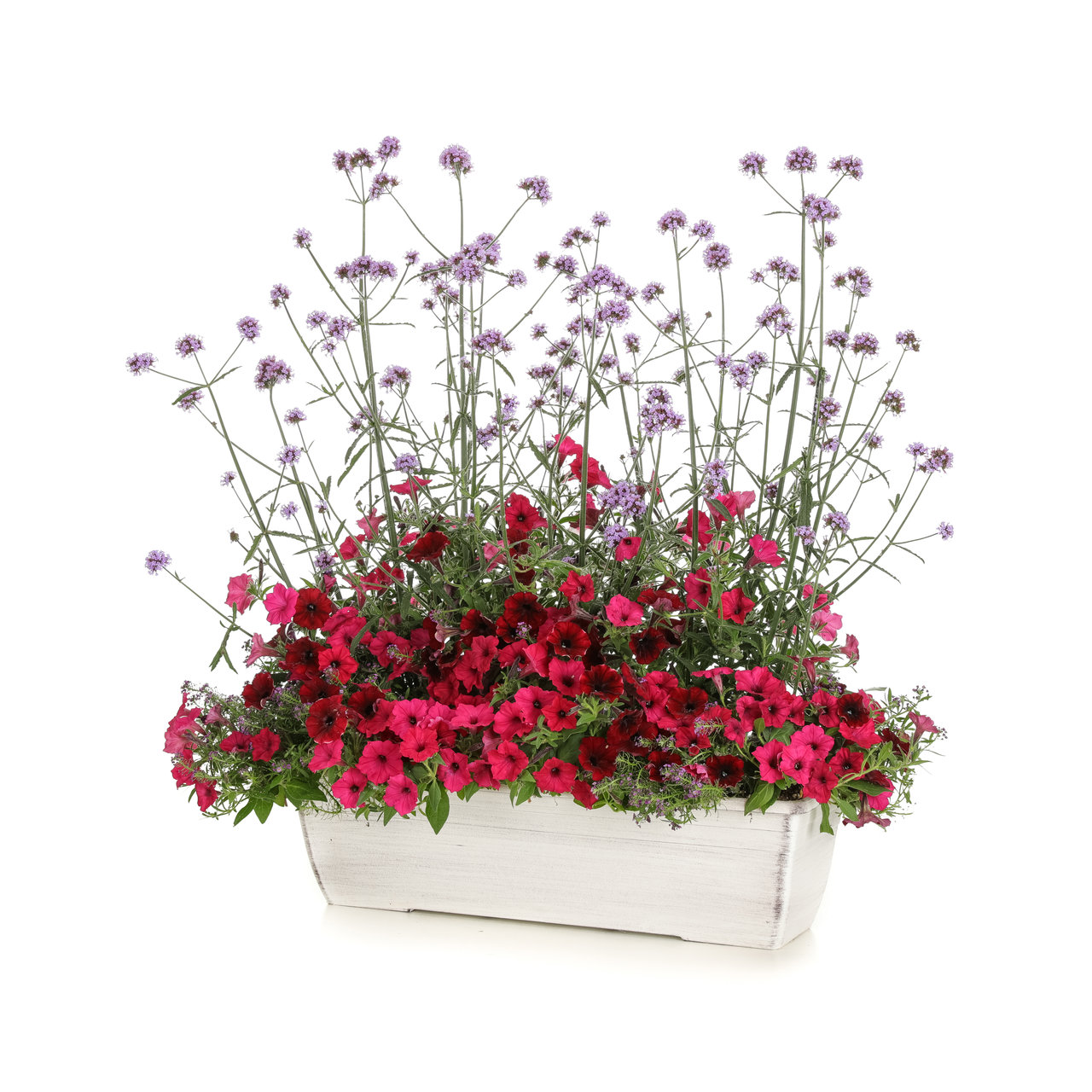 Proven Winners - Pétunia Supertunia Vista Fuchsia | Pot de 13 cm