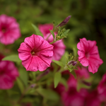 Proven Winners - Pétunia Supertunia Vista Paradise | Pot de 13 cm