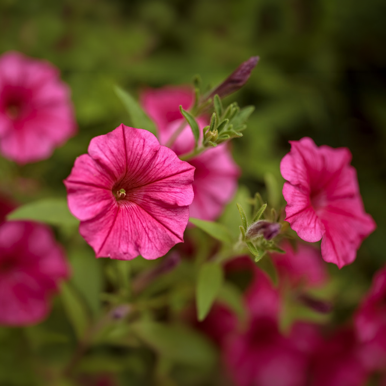 Proven Winners - Pétunia Supertunia Vista Paradise | Pot de 13 cm