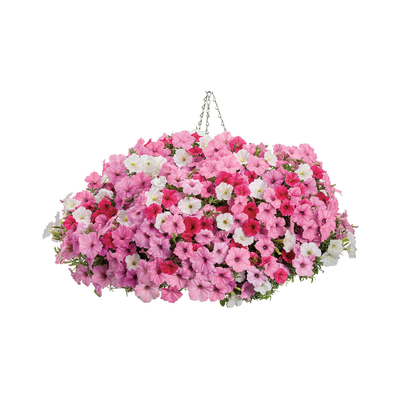 Proven Winners - Pétunia Supertunia Vista Paradise | Pot de 13 cm