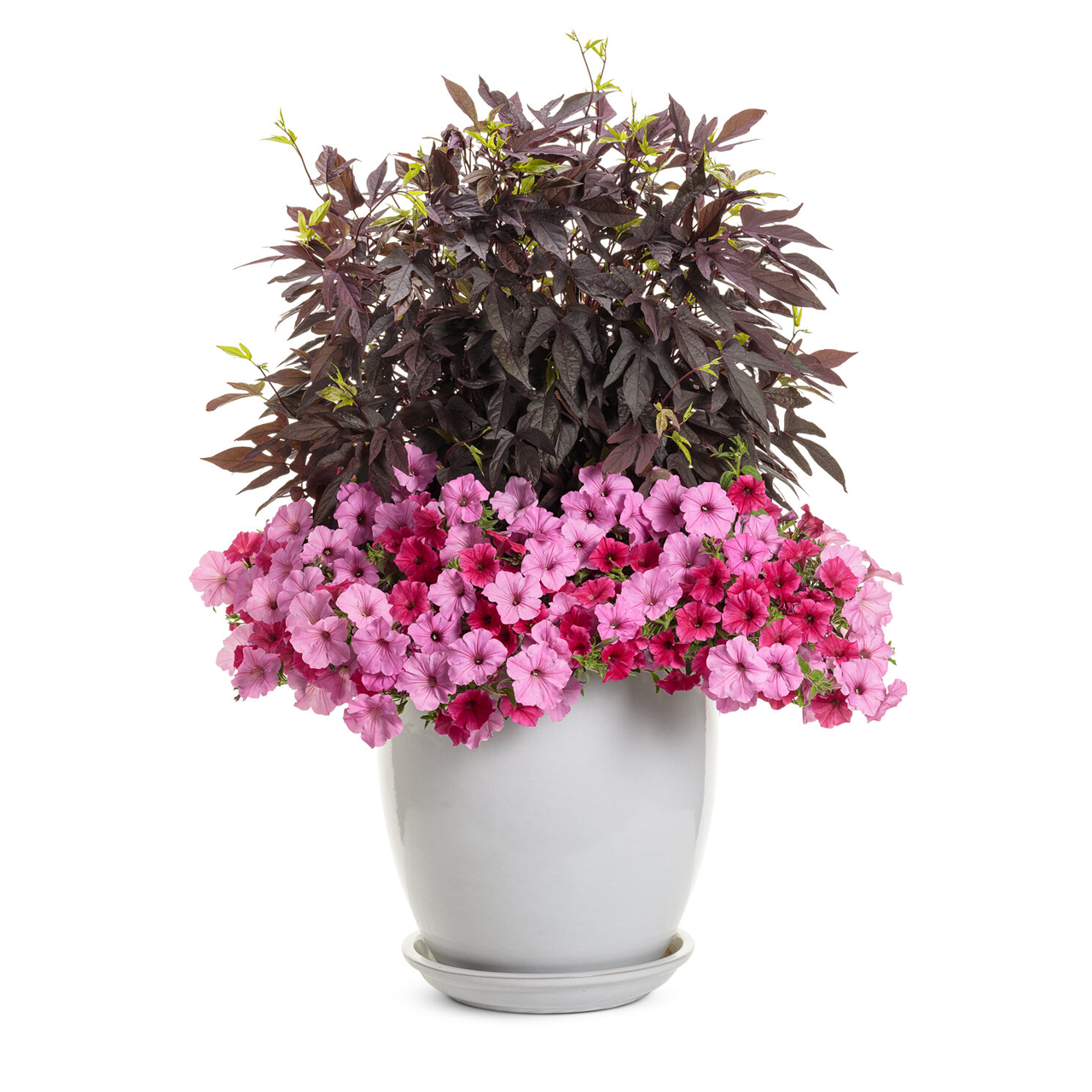 Proven Winners - Pétunia Supertunia Vista Paradise | Pot de 13 cm