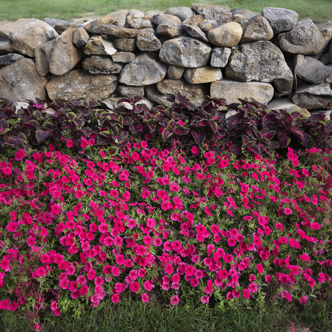 Proven Winners - Pétunia Supertunia Vista Paradise | Pot de 13 cm