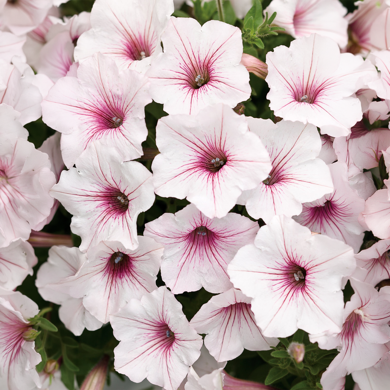 Proven Winners - Pétunia Supertunia Vista Silverberry | Pot de 12,7 cm