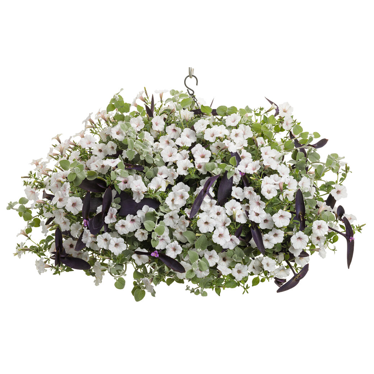 Proven Winners - Pétunia Supertunia Vista Silverberry | Pot de 12,7 cm