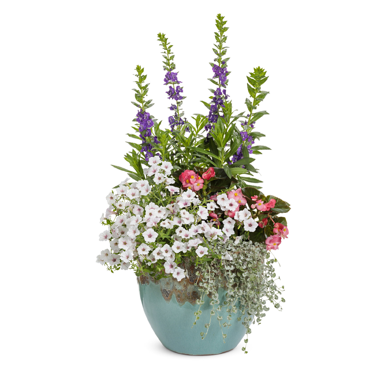 Proven Winners - Pétunia Supertunia Vista Silverberry | Pot de 12,7 cm