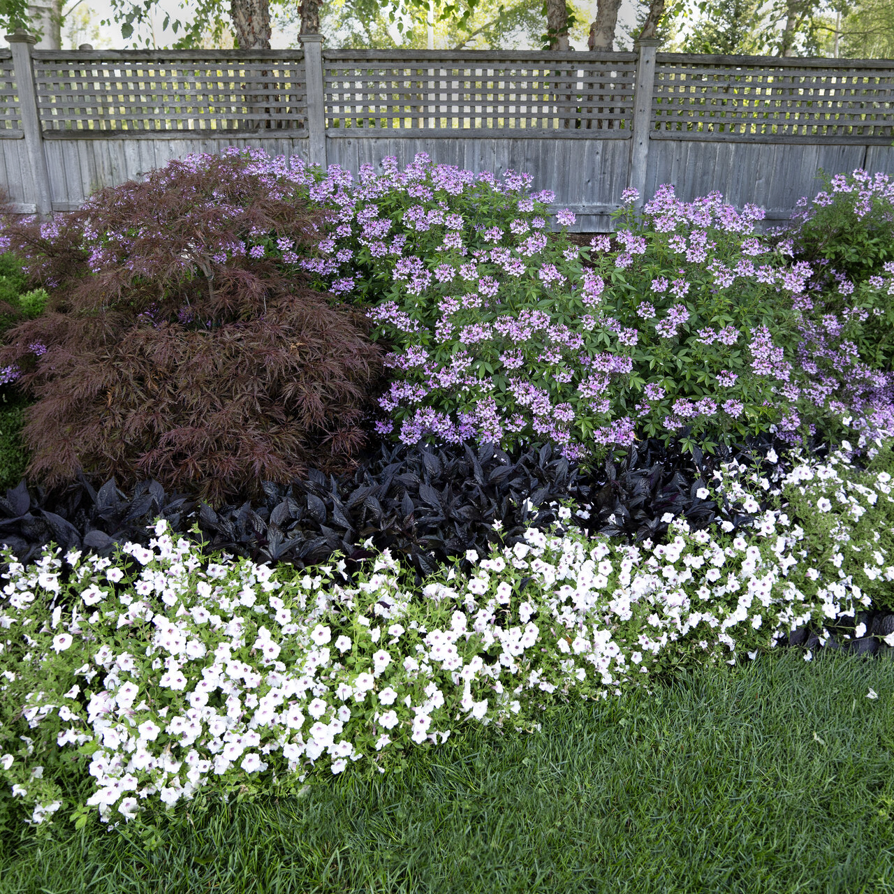 Proven Winners - Pétunia Supertunia Vista Silverberry | Pot de 12,7 cm
