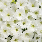 Proven Winners - Pétunia Supertunia Vista Snowdrift | Pot de 12,7 cm