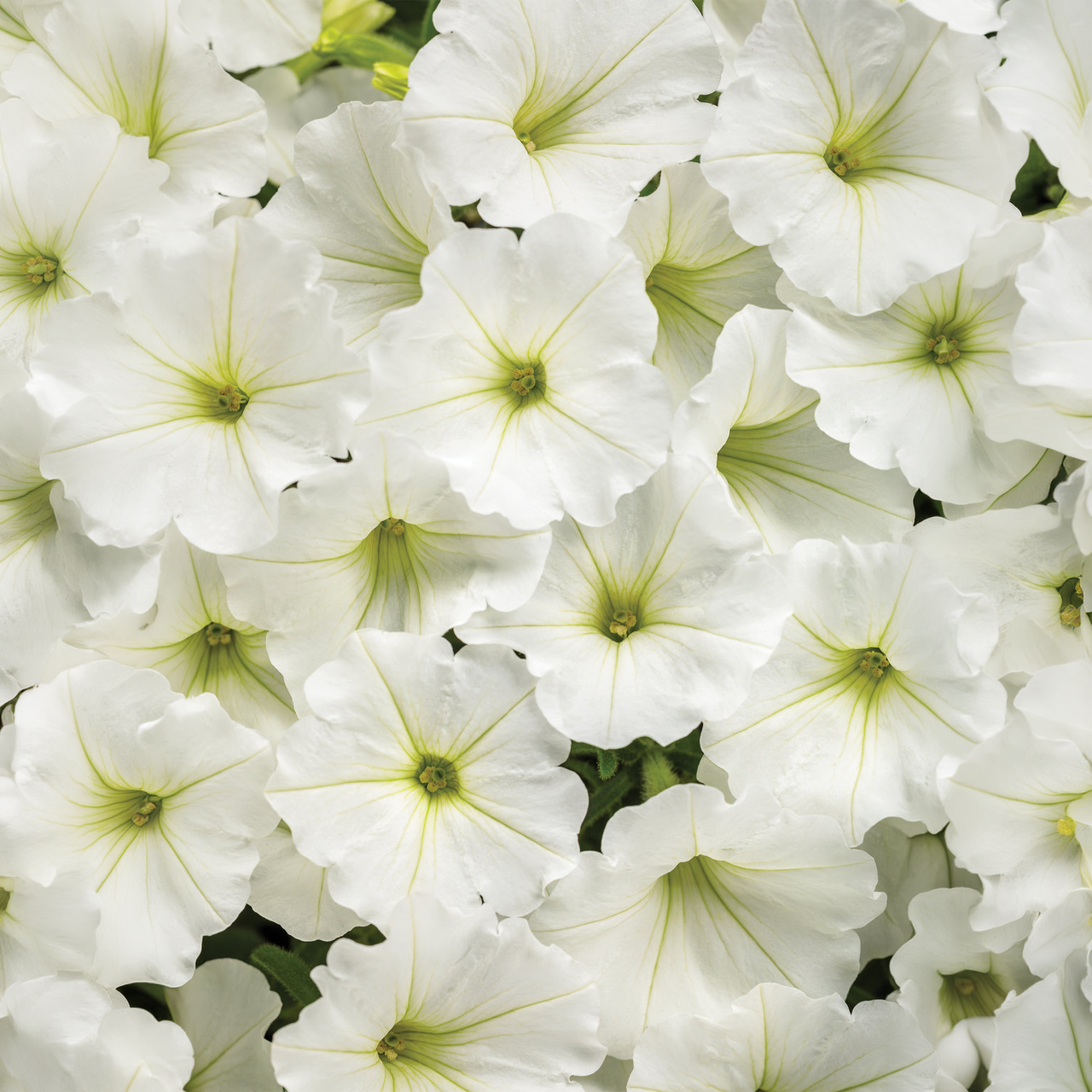 Proven Winners - Pétunia Supertunia Vista Snowdrift | Pot de 12,7 cm