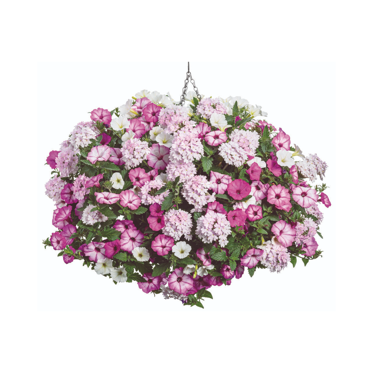 Proven Winners - Pétunia Supertunia Vista Snowdrift | Pot de 12,7 cm
