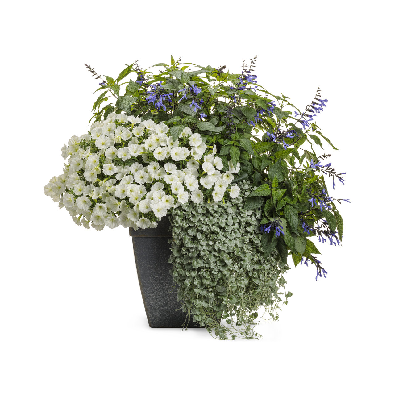 Proven Winners - Pétunia Supertunia Vista Snowdrift | Pot de 12,7 cm