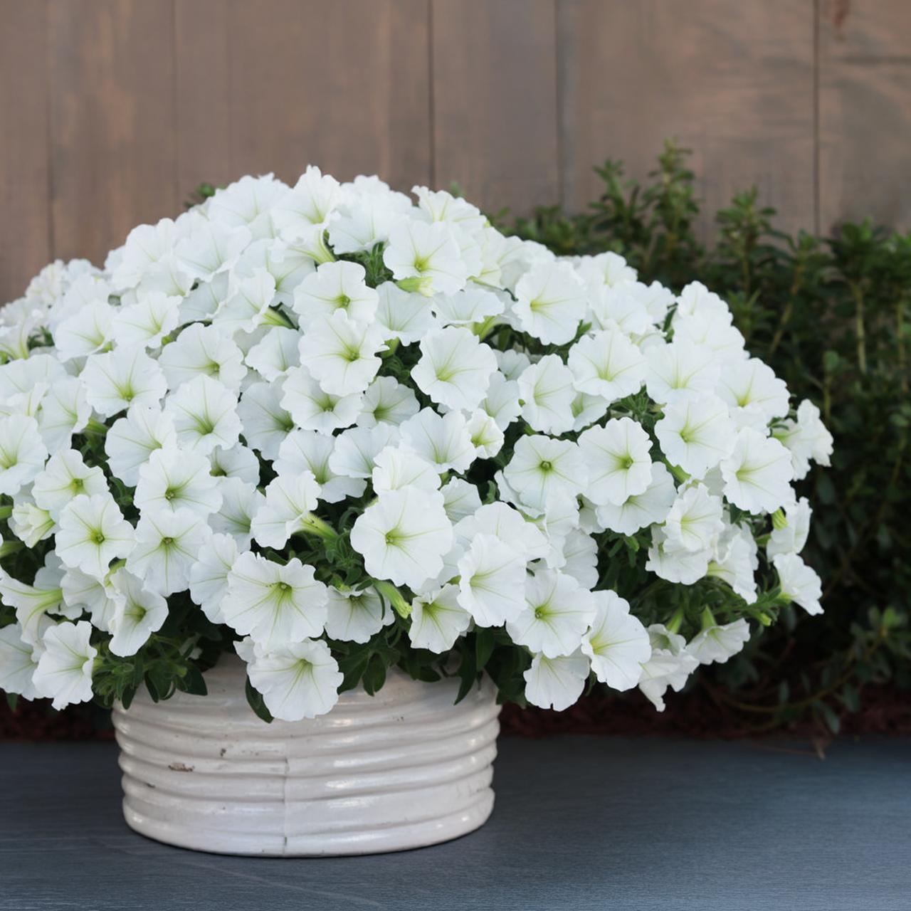 Proven Winners - Pétunia Supertunia Vista Snowdrift | Pot de 12,7 cm
