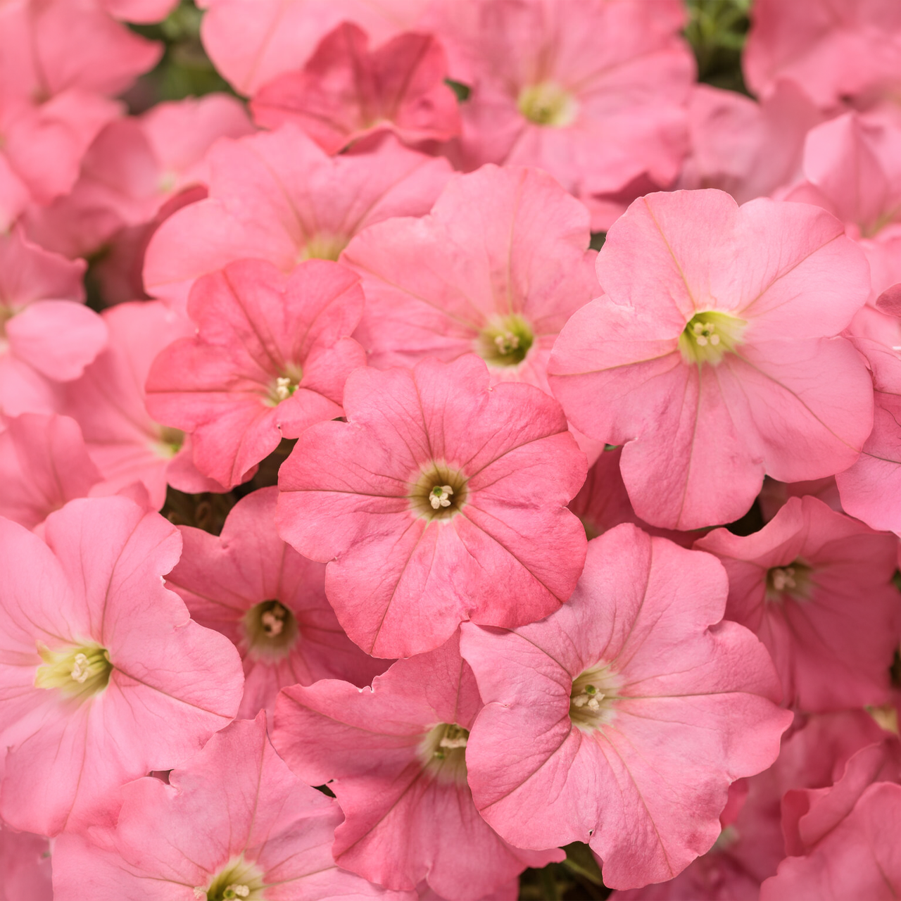 Proven Winners - Pétunia Supertunia Bermuda Beach | Pot de 5 pouces