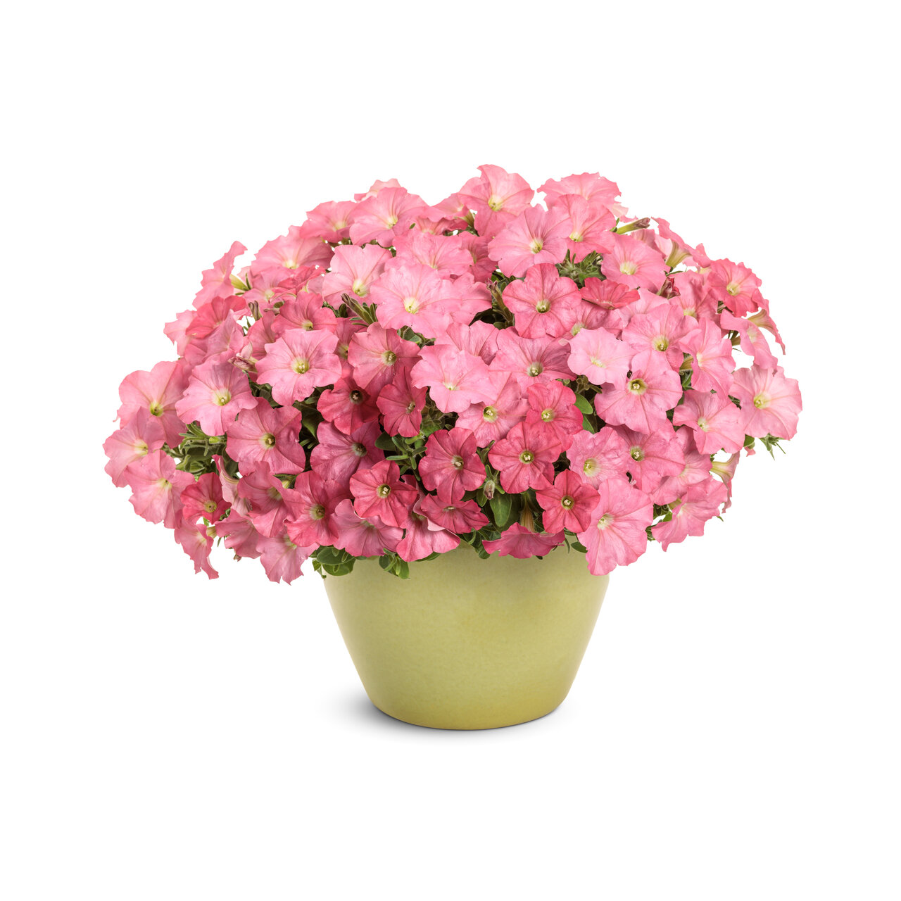 Proven Winners - Pétunia Supertunia Bermuda Beach | Pot de 5 pouces