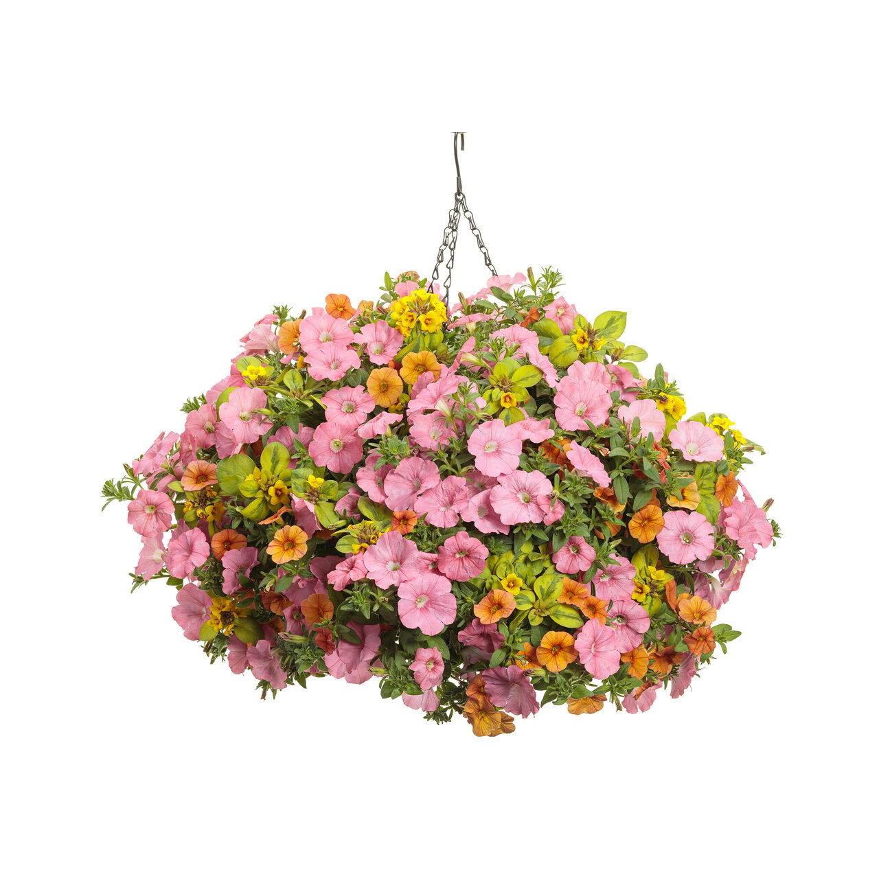 Proven Winners - Pétunia Supertunia Bermuda Beach | Pot de 5 pouces