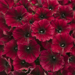 Proven Winners - Pétunia Supertunia Black Cherry | Pot de 12,7 cm