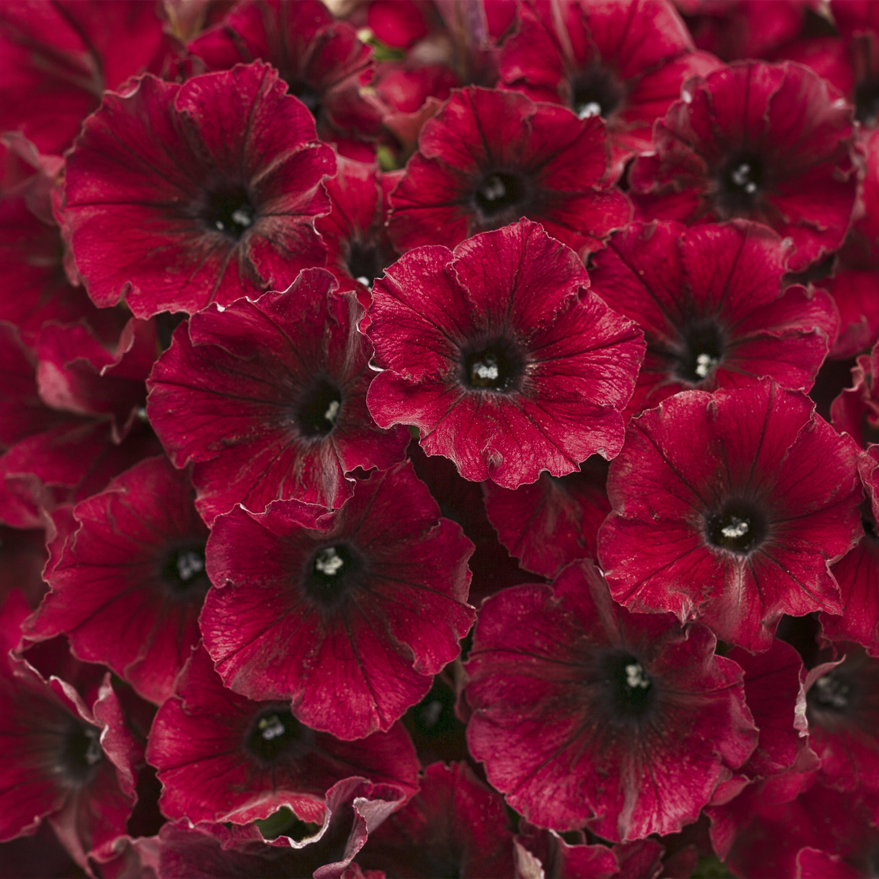 Proven Winners - Pétunia Supertunia Black Cherry | Pot de 12,7 cm