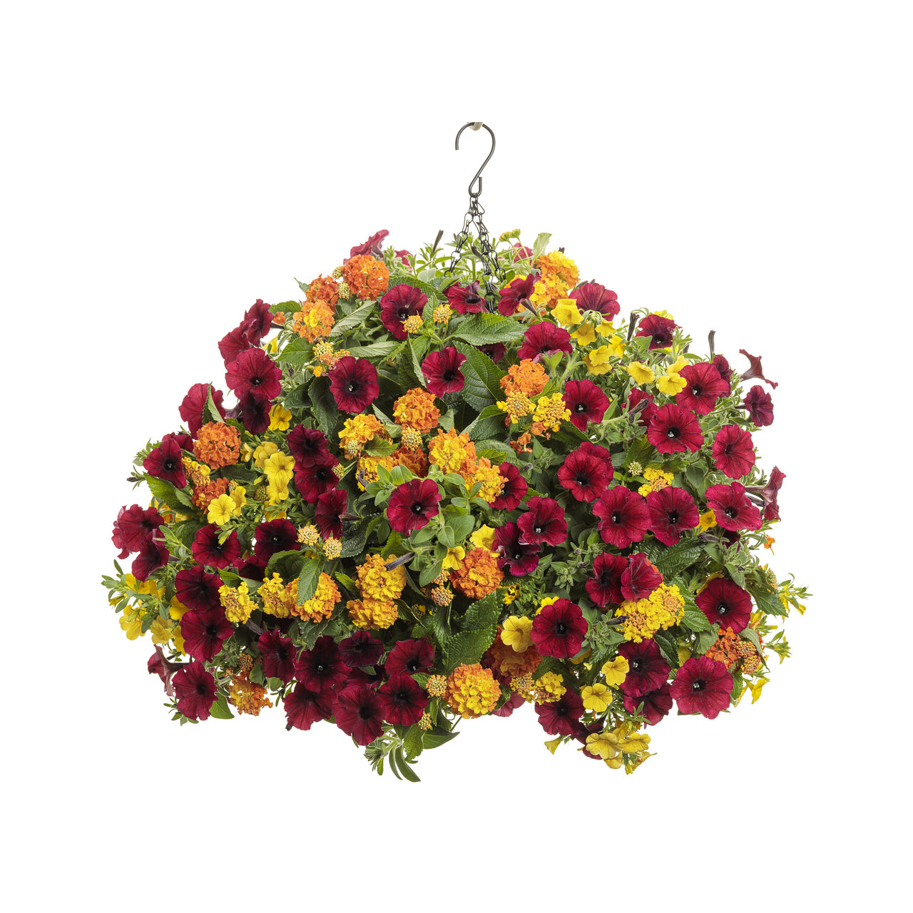 Proven Winners - Pétunia Supertunia Black Cherry | Pot de 12,7 cm