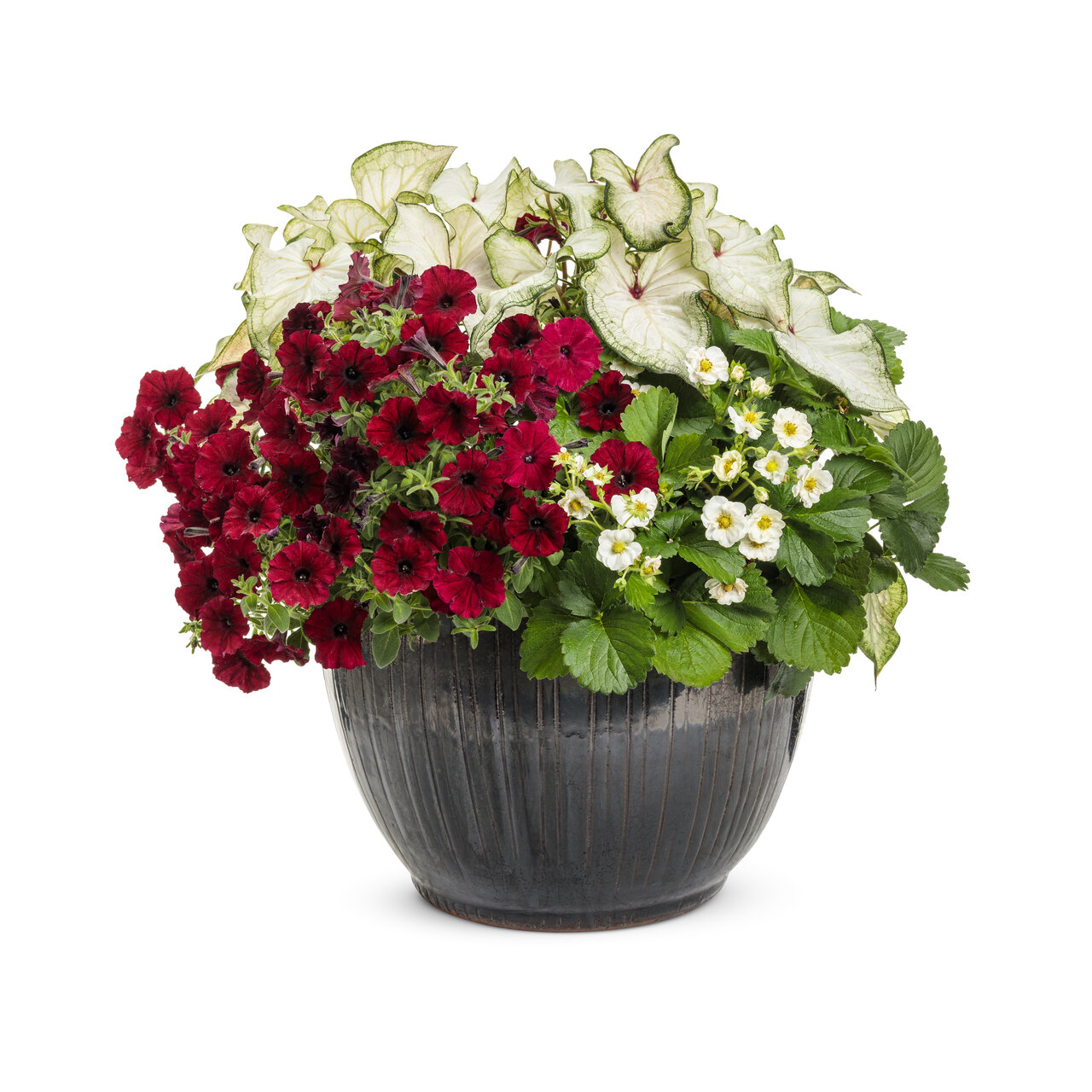 Proven Winners - Pétunia Supertunia Black Cherry | Pot de 12,7 cm