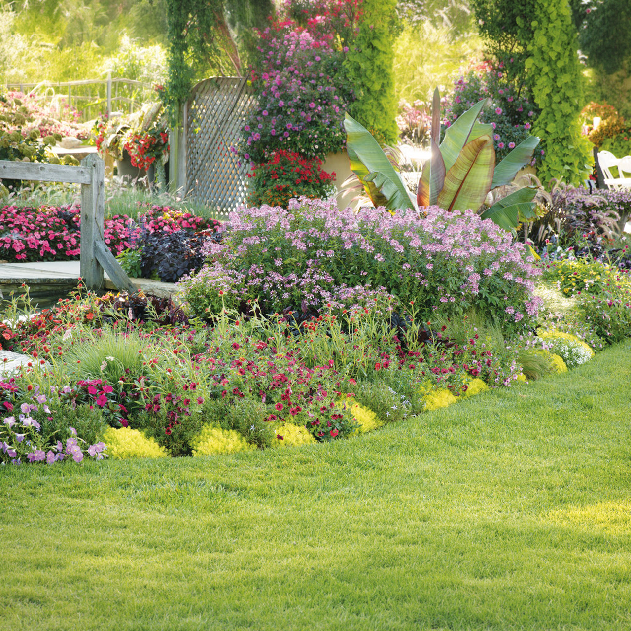 Proven Winners - Pétunia Supertunia Black Cherry | Pot de 12,7 cm