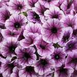 Proven Winners - Pétunia Supertunia Bordeaux | Pot de 13 cm