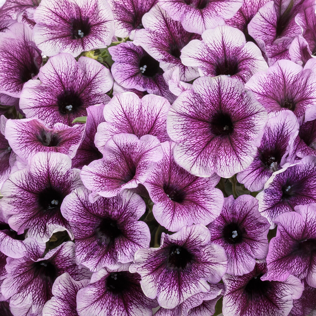 Proven Winners - Pétunia Supertunia Bordeaux | Pot de 13 cm