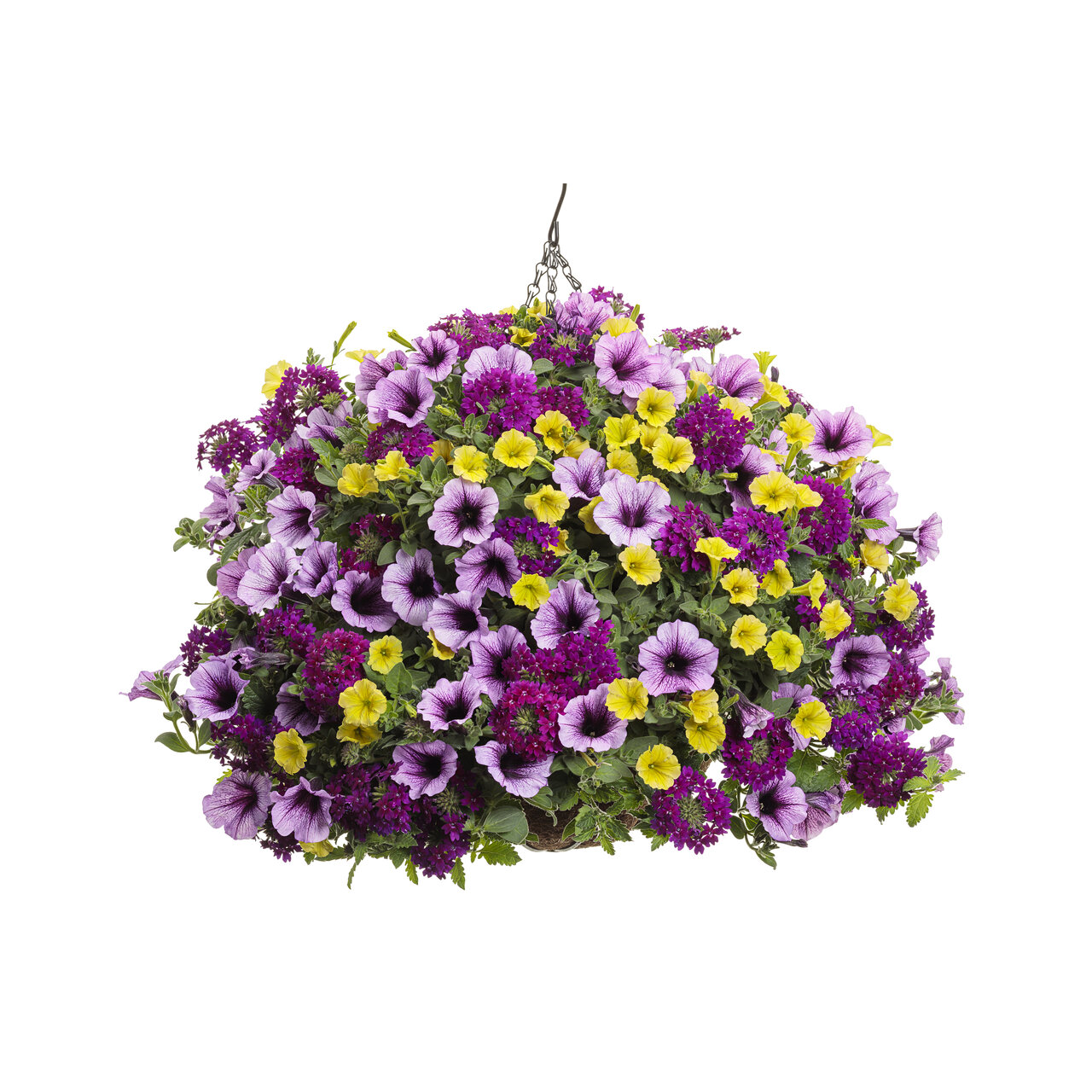 Proven Winners - Pétunia Supertunia Bordeaux | Pot de 13 cm