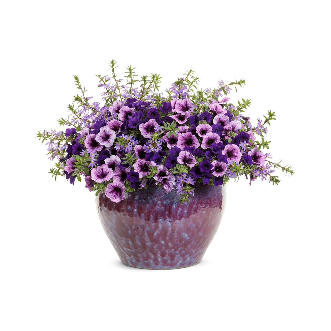 Proven Winners - Pétunia Supertunia Bordeaux | Pot de 13 cm