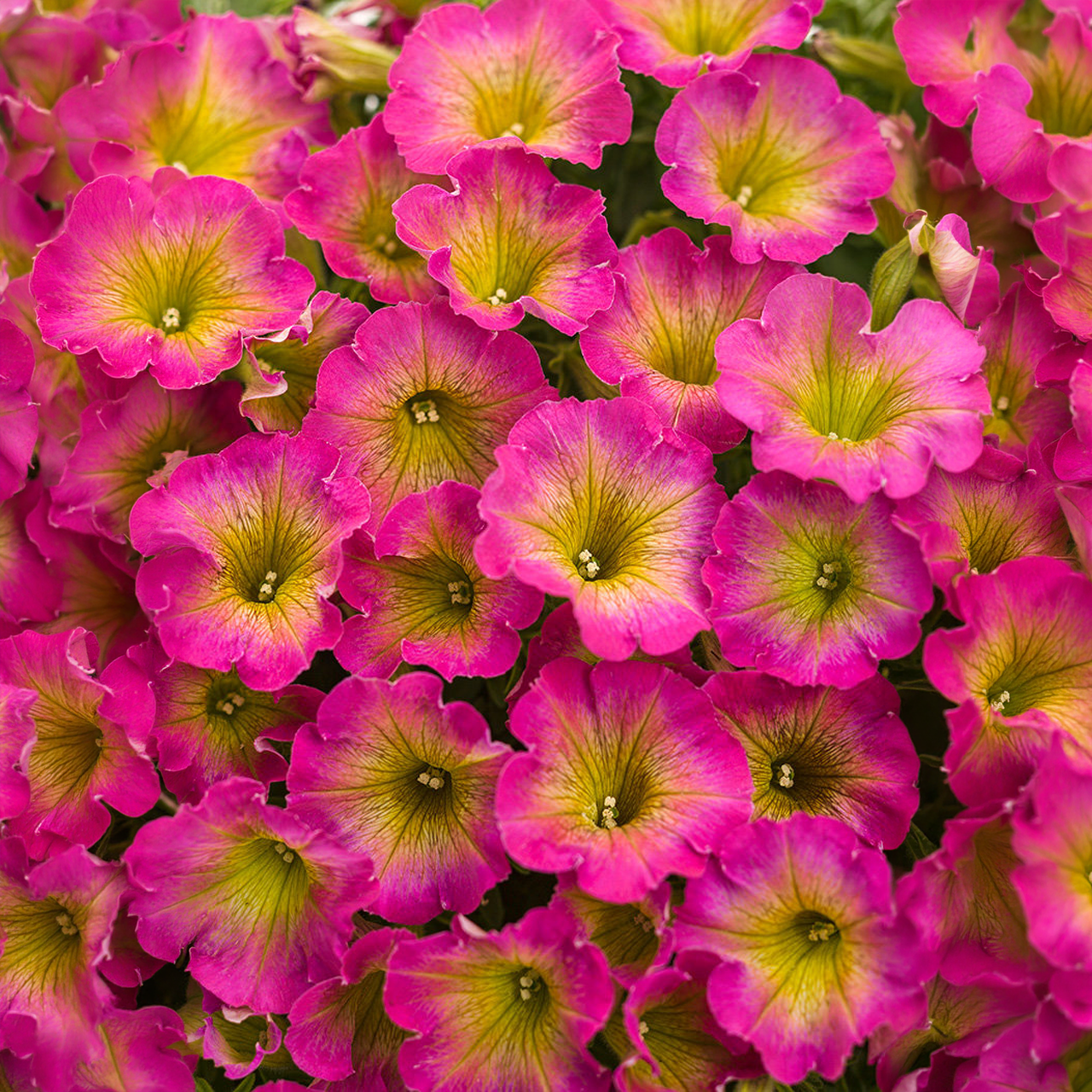 Proven Winners - Pétunia Supertunia Daybreak Charm | Pot de 12,7 cm