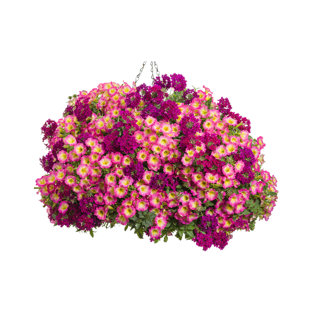 Proven Winners - Pétunia Supertunia Daybreak Charm | Pot de 12,7 cm