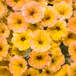 Proven Winners - Pétunia Supertunia Honey | Pot de 12,7 cm