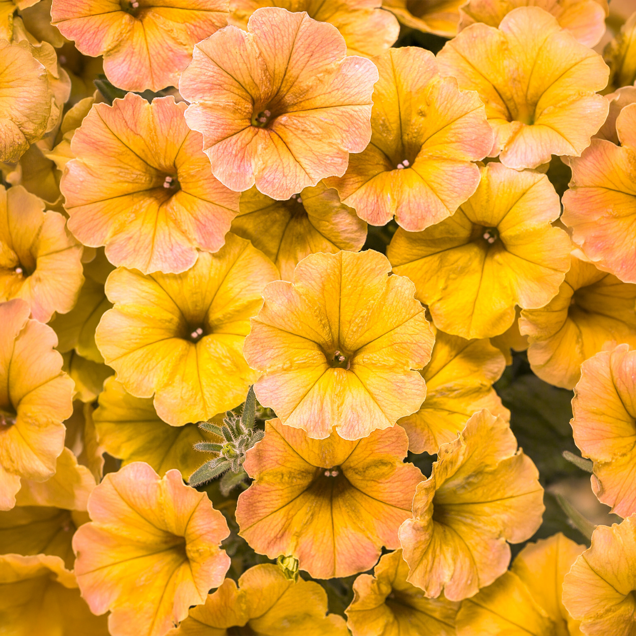 Proven Winners - Pétunia Supertunia Honey | Pot de 12,7 cm