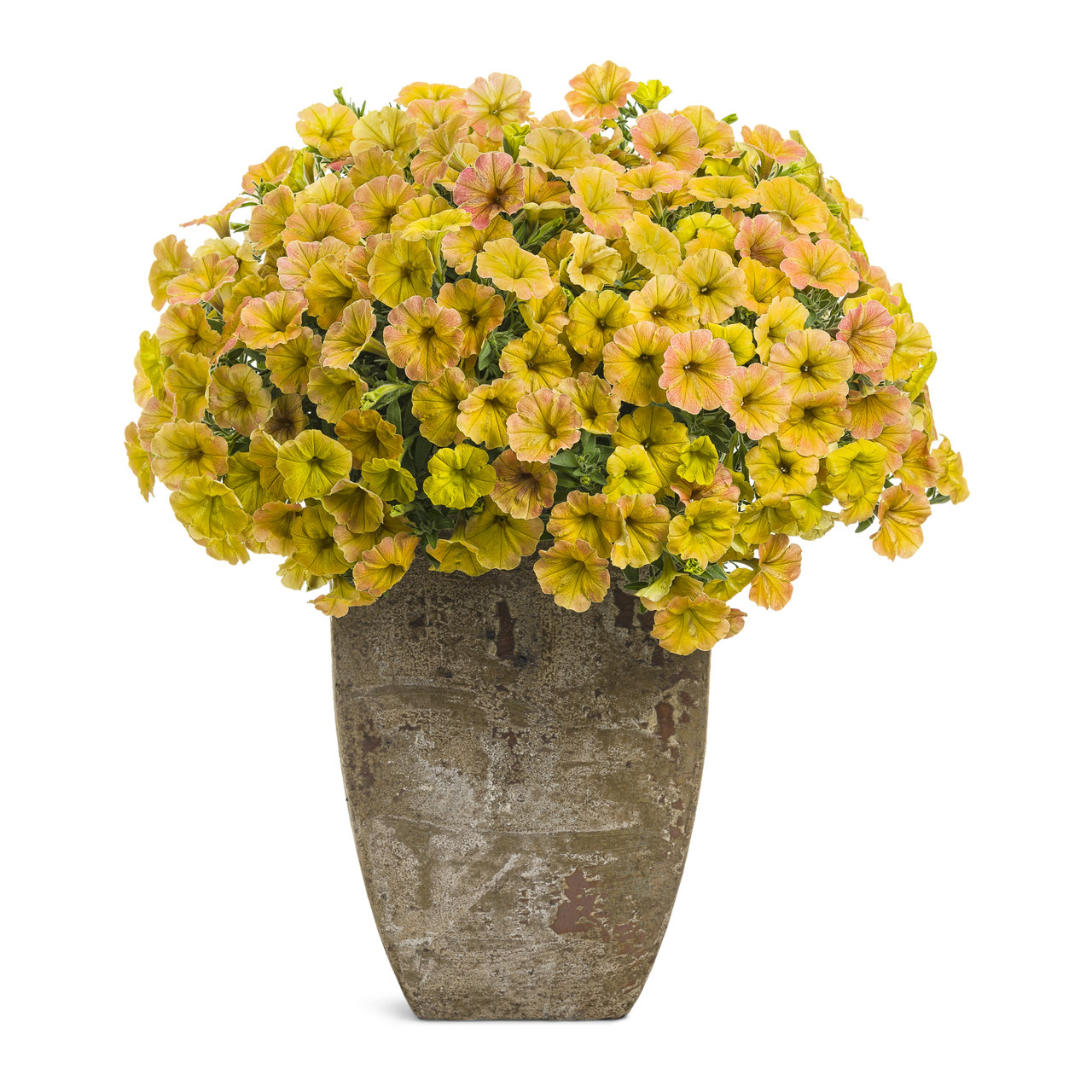 Proven Winners - Pétunia Supertunia Honey | Pot de 12,7 cm