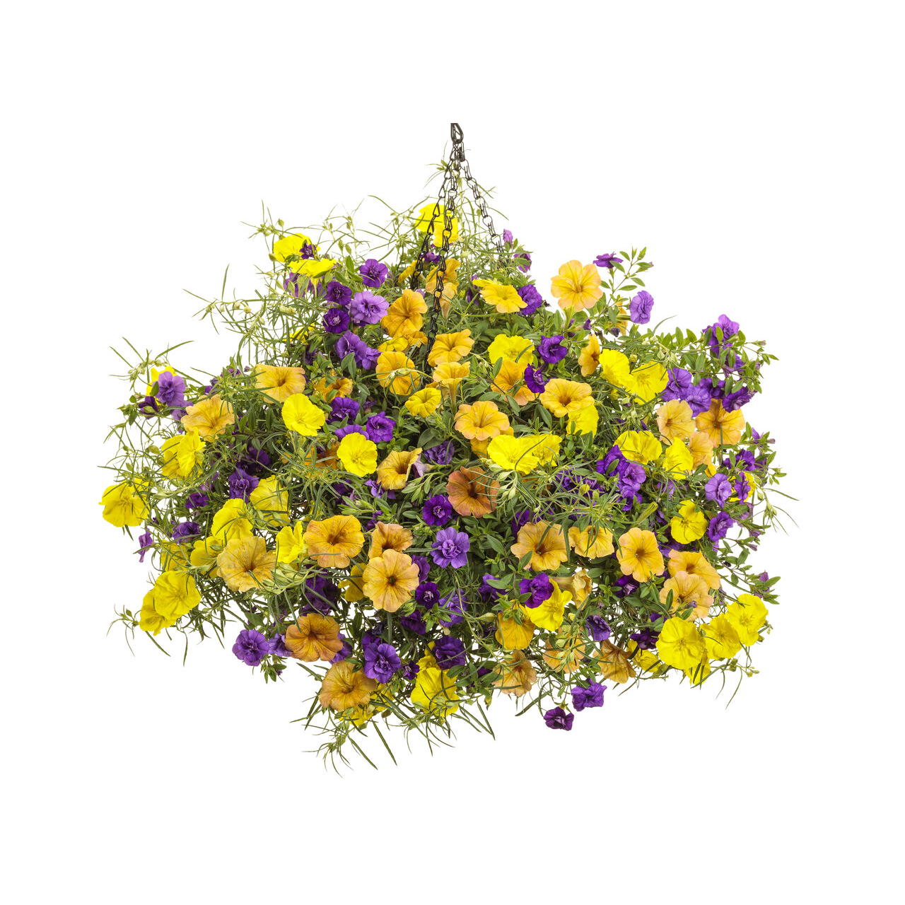 Proven Winners - Pétunia Supertunia Honey | Pot de 12,7 cm