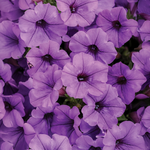 Proven Winners - Pétunia Supertunia Mini Vista Indigo | Pot de 12,7 cm