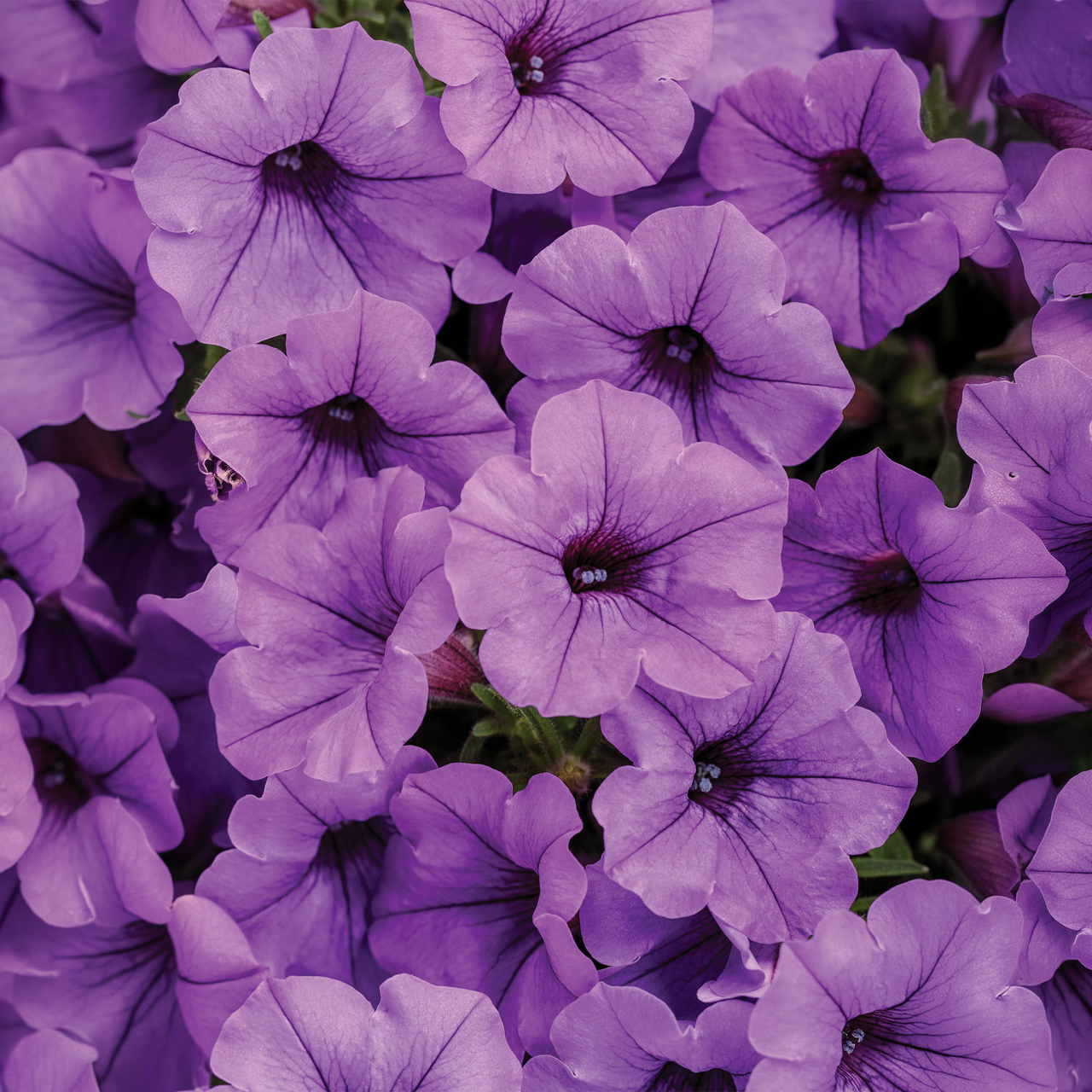 Proven Winners - Pétunia Supertunia Mini Vista Indigo | Pot de 12,7 cm