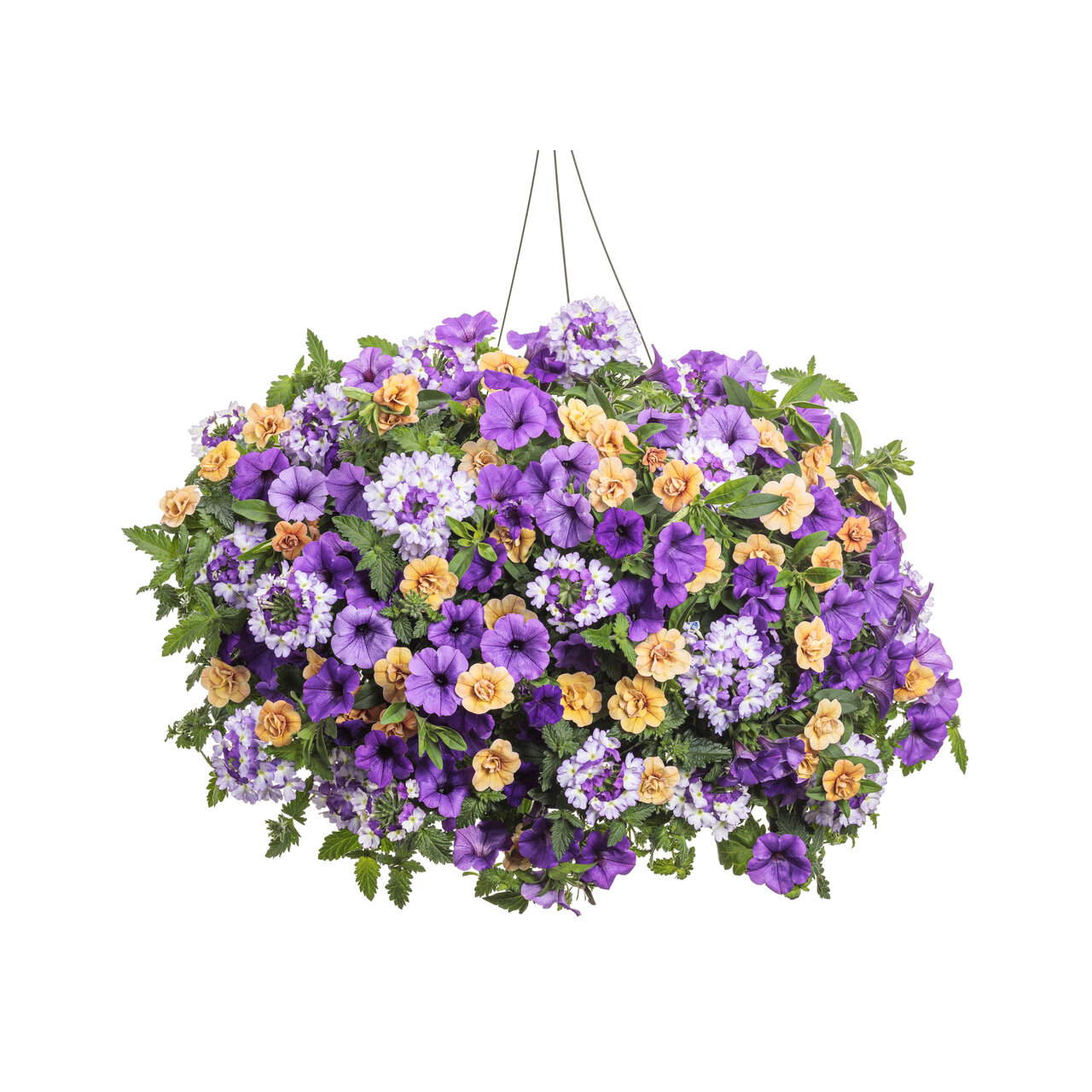 Proven Winners - Pétunia Supertunia Mini Vista Indigo | Pot de 12,7 cm
