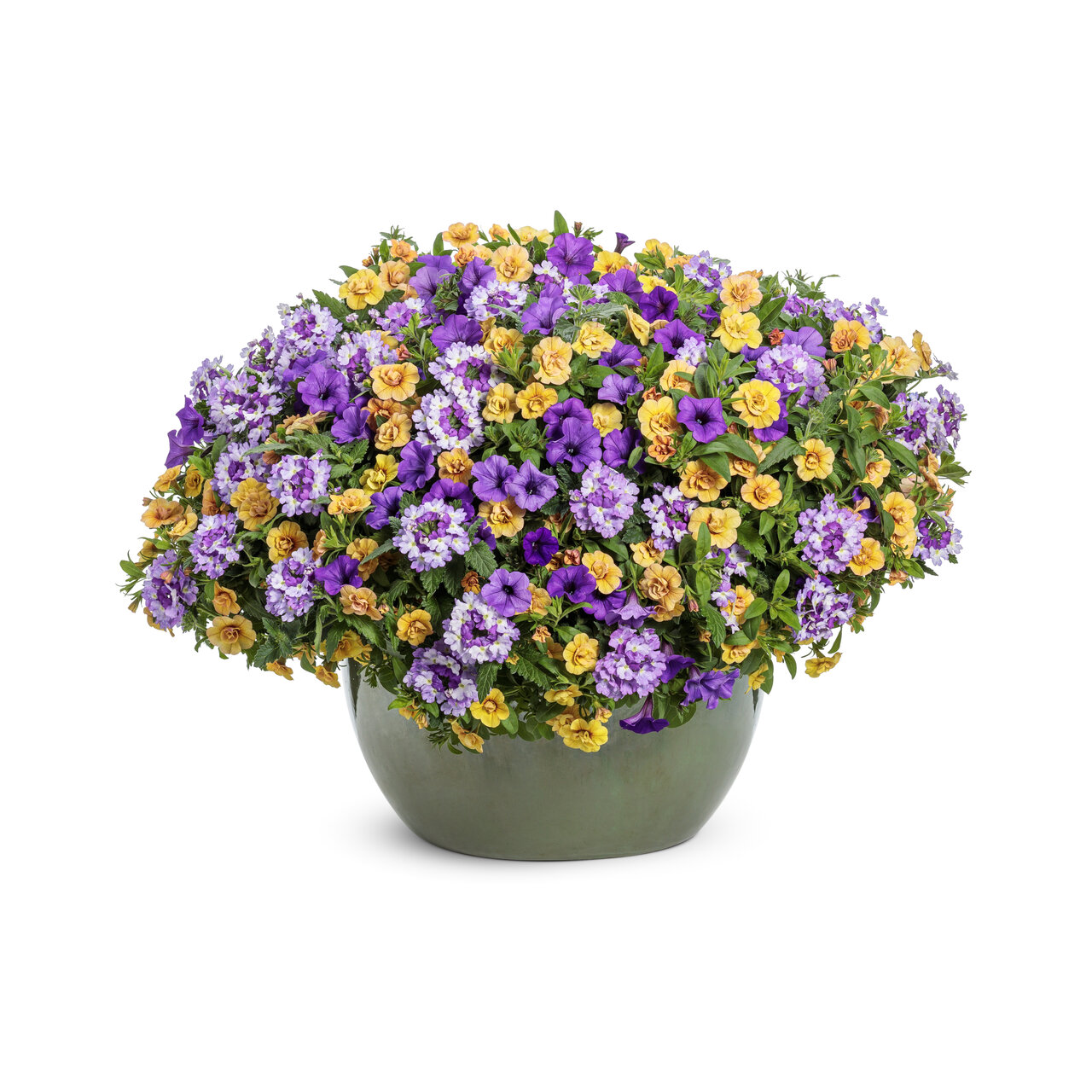 Proven Winners - Pétunia Supertunia Mini Vista Indigo | Pot de 12,7 cm
