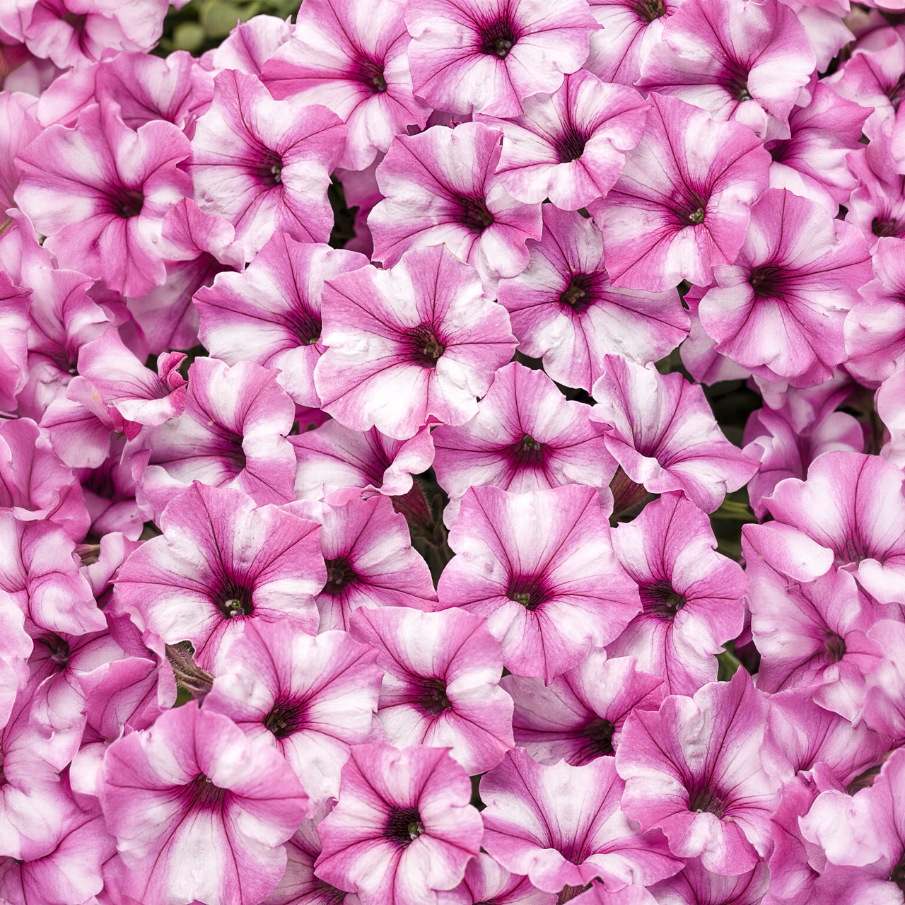 Proven Winners - Pétunia Supertunia Mini Vista Pink Star | Pot de 13 cm