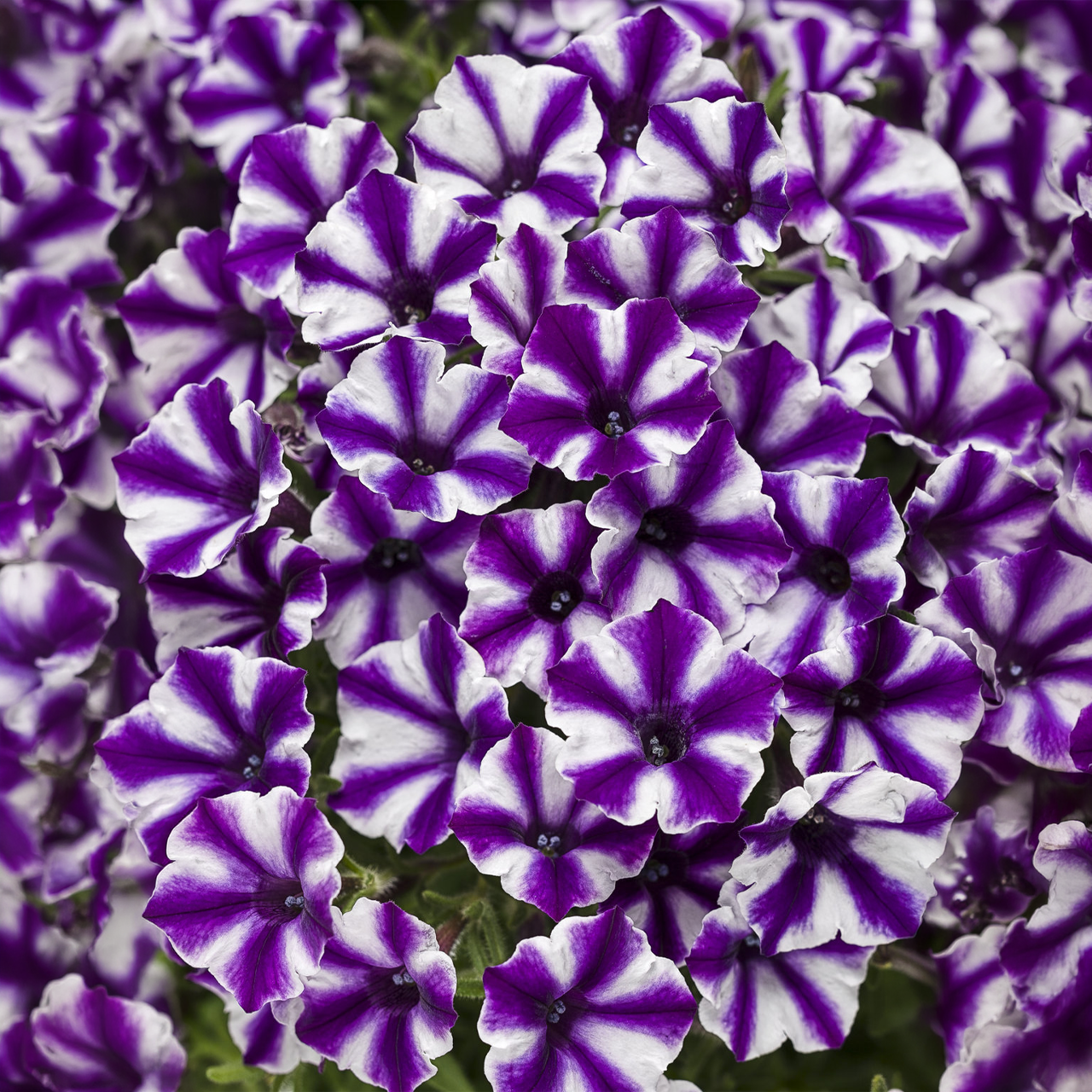 Proven Winners - Pétunia Supertunia Minivista Violet Star | Pot de 5 pouces