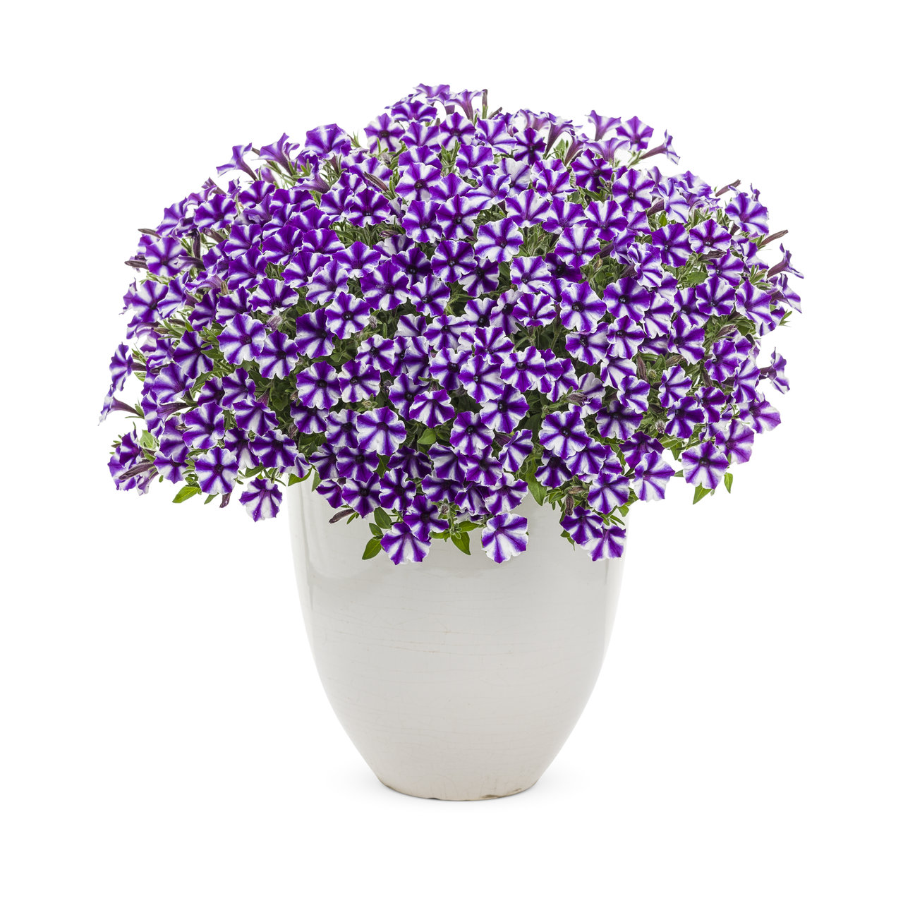Proven Winners - Pétunia Supertunia Minivista Violet Star | Pot de 5 pouces