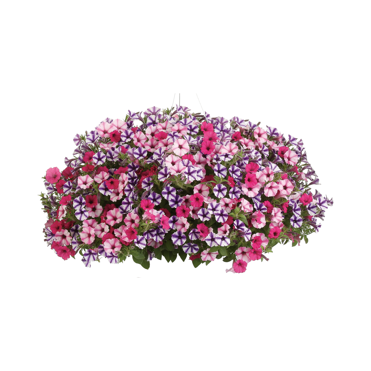 Proven Winners - Pétunia Supertunia Minivista Violet Star | Pot de 5 pouces