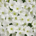 Proven Winners - Pétunia Supertunia Mini Vista Blanc | Pot de 13 cm