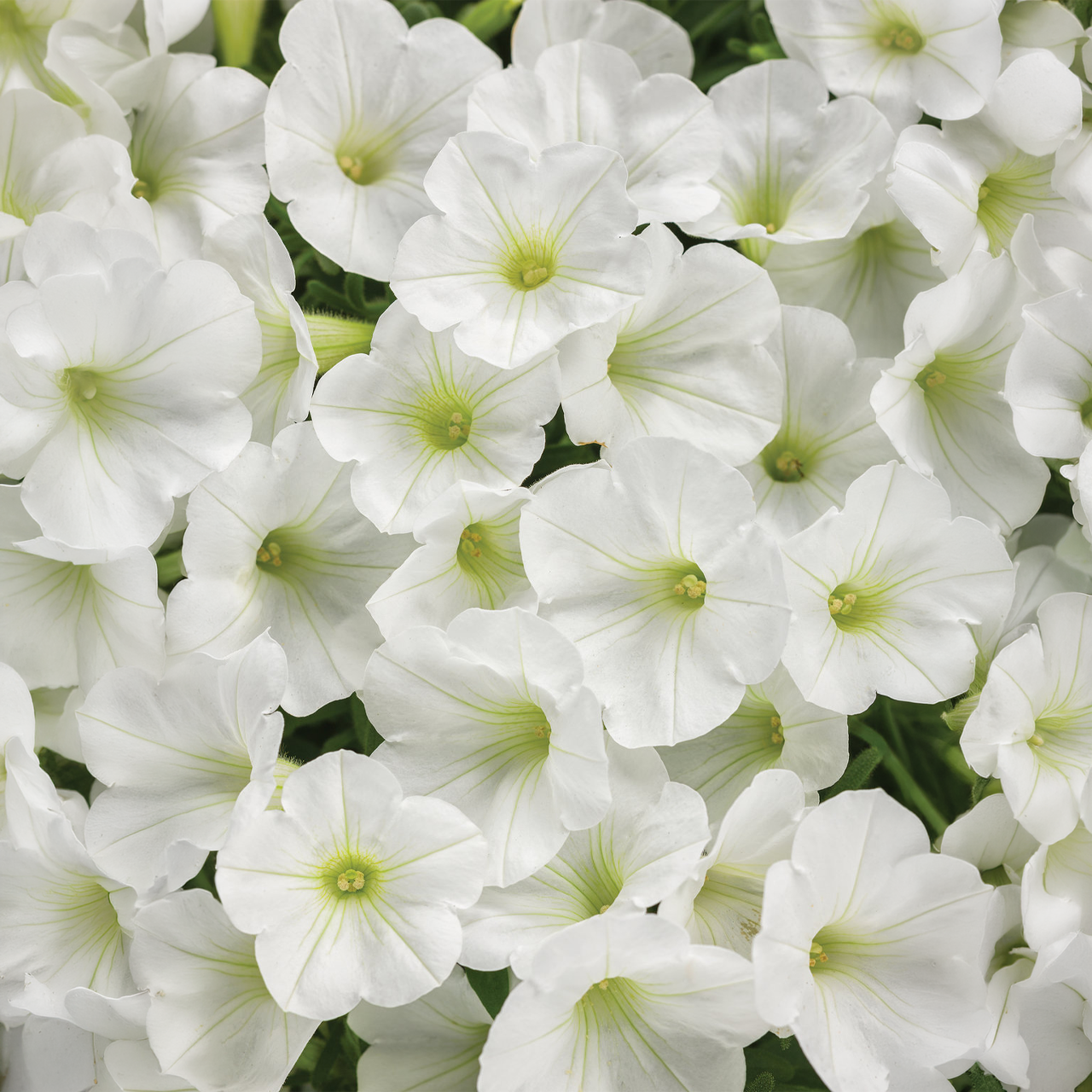 Proven Winners - Pétunia Supertunia Mini Vista Blanc | Pot de 13 cm