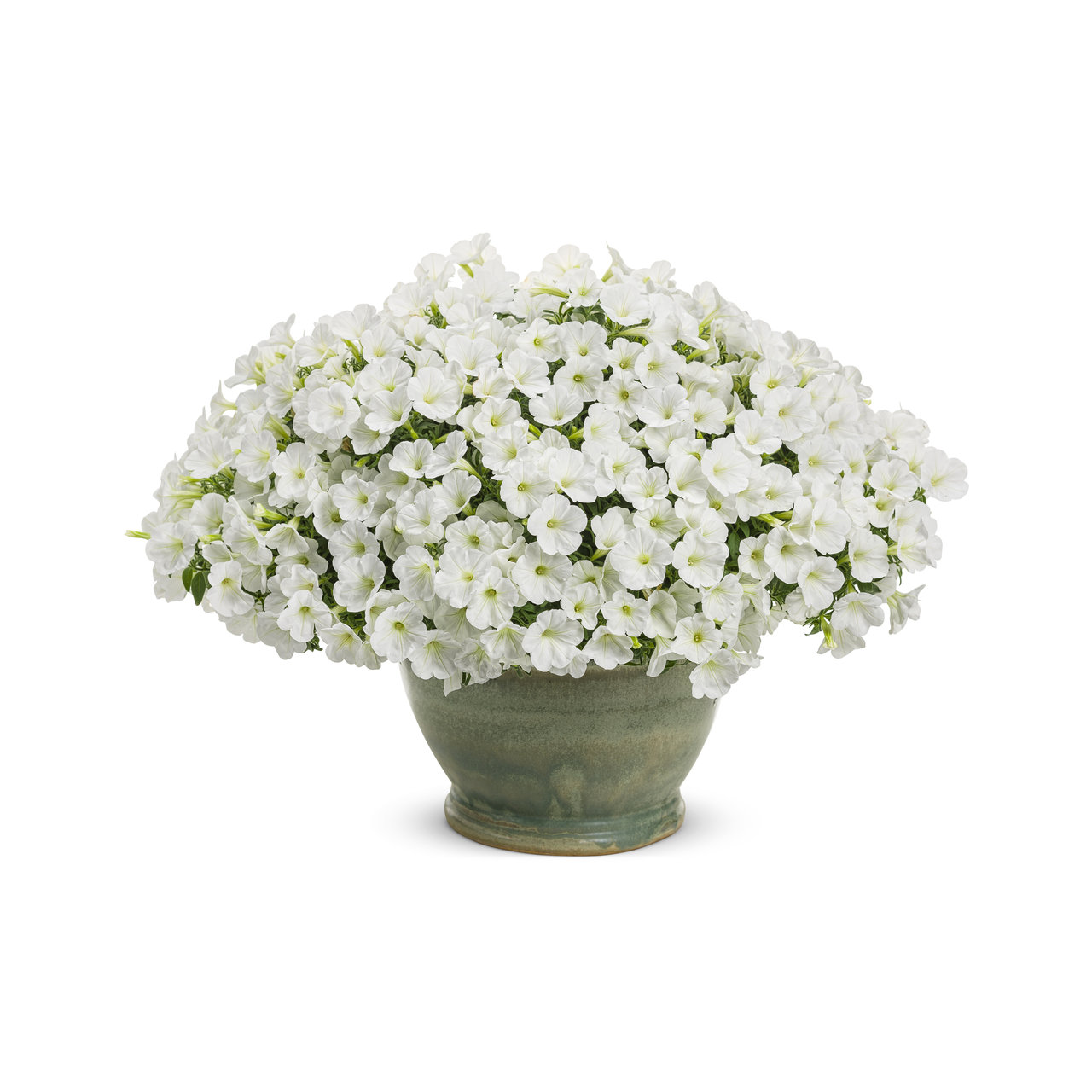Proven Winners - Pétunia Supertunia Mini Vista Blanc | Pot de 13 cm
