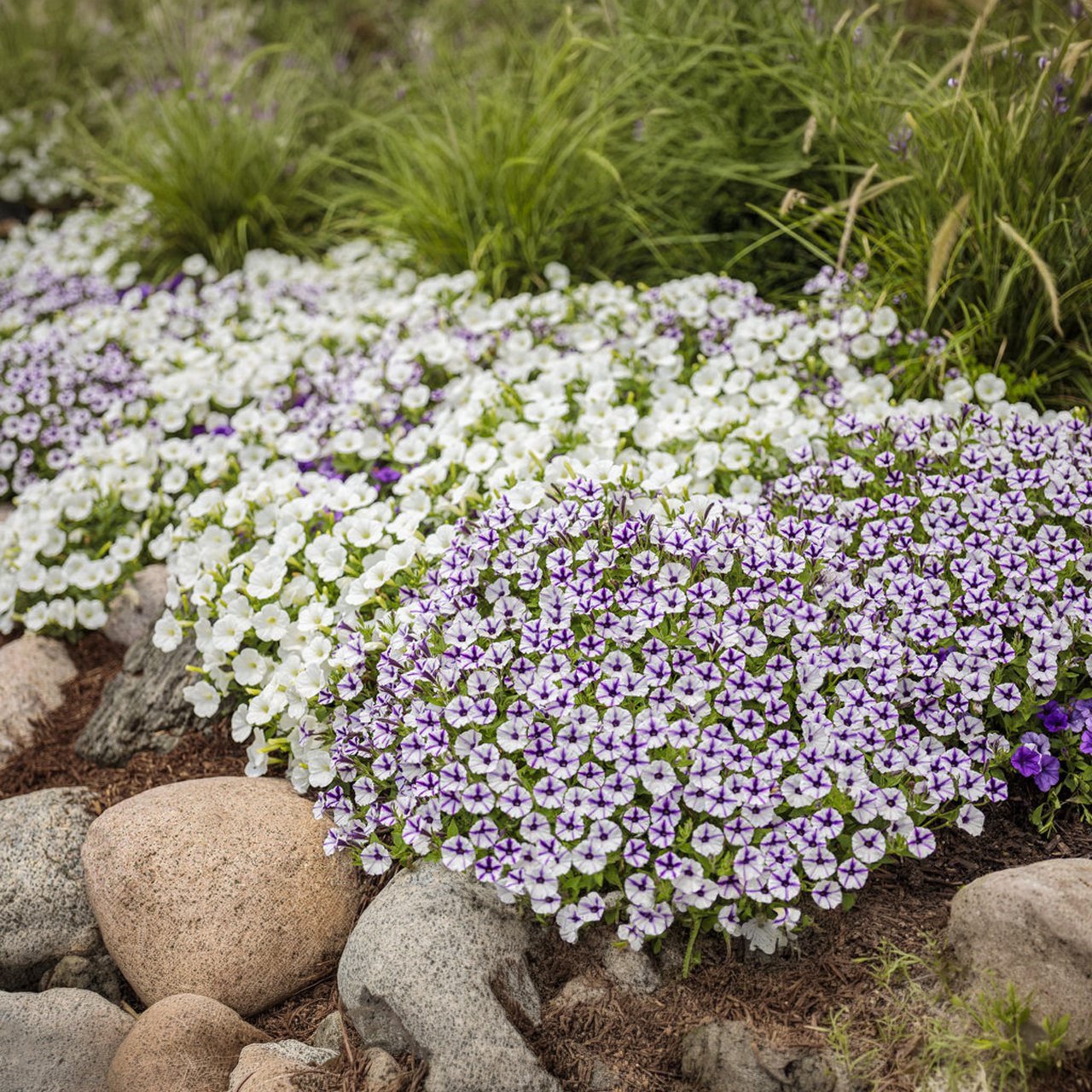 Proven Winners - Pétunia Supertunia Mini Vista Blanc | Pot de 13 cm