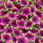 Proven Winners - Pétunia Supertunia Picasso In Purple | Pot de 12,7 cm