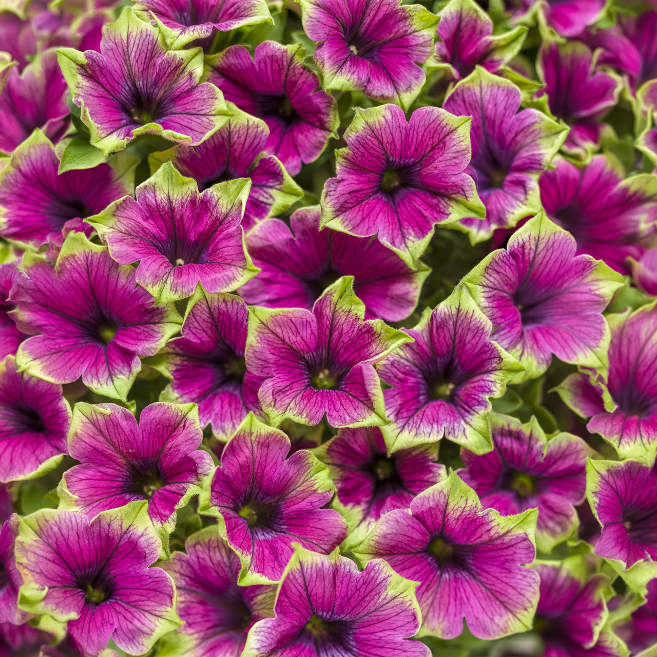 Proven Winners - Pétunia Supertunia Picasso In Purple | Pot de 12,7 cm