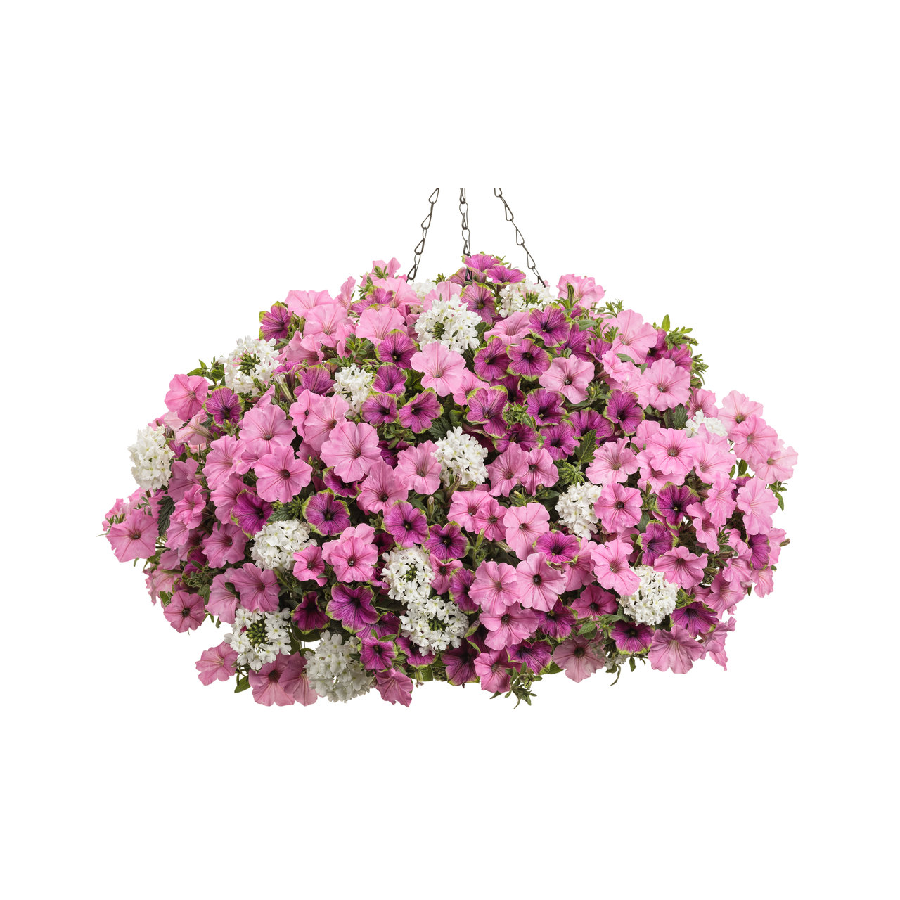 Proven Winners - Pétunia Supertunia Picasso In Purple | Pot de 12,7 cm