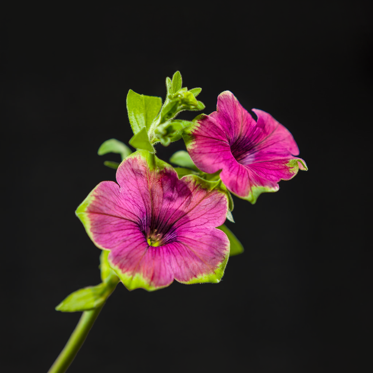 Proven Winners - Pétunia Supertunia Picasso In Purple | Pot de 12,7 cm