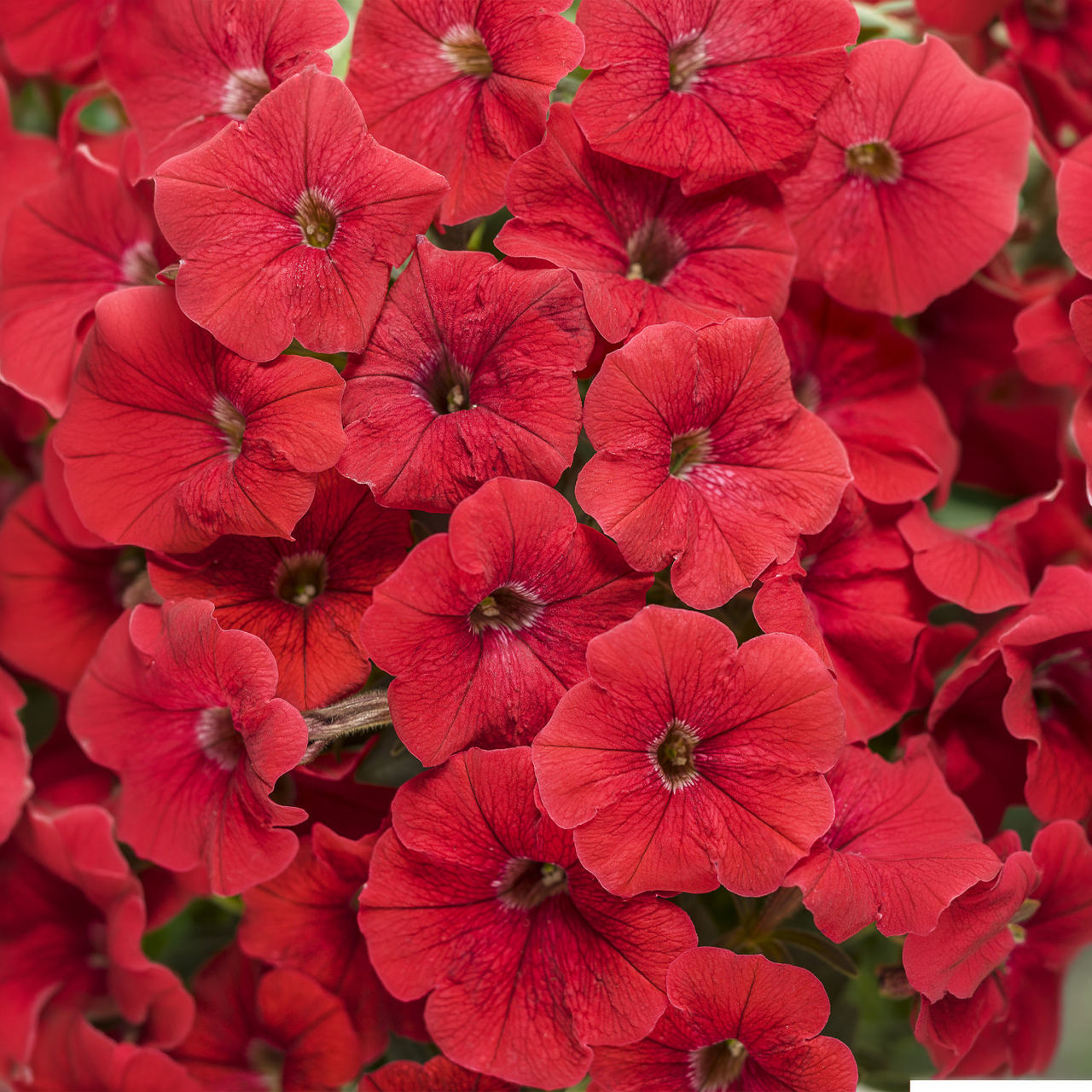 Proven Winners - Pétunia Supertunia Really Red | Pot de 13 cm